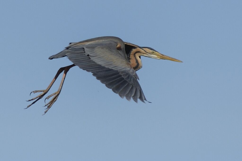 Purple Heronadult breeding, Flight