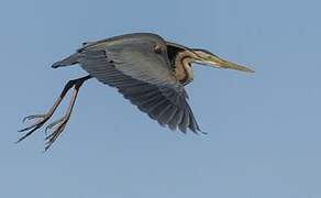 Purple Heron