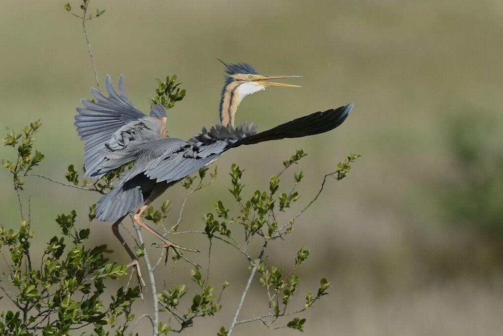 Purple Heronadult, Flight