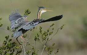 Purple Heron