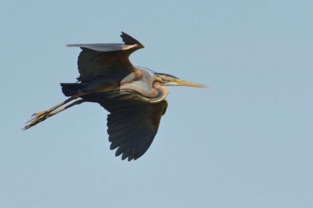 Purple Heronadult breeding, Flight