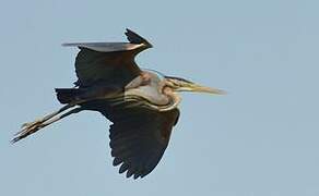 Purple Heron