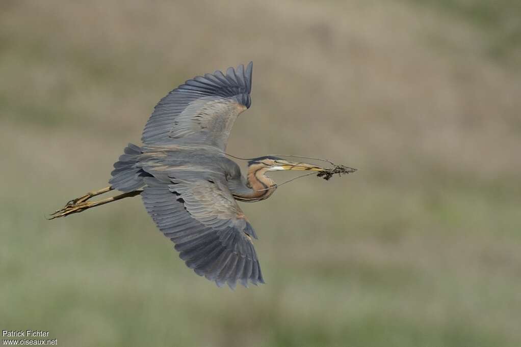 Purple Heronadult breeding, Flight, Reproduction-nesting