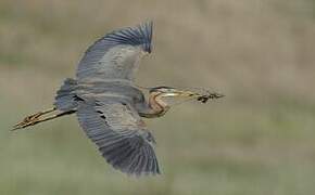 Purple Heron