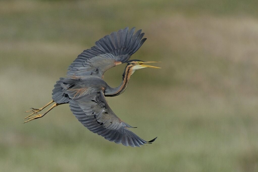 Purple Heron, Flight