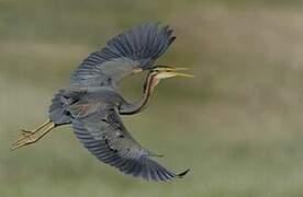 Purple Heron