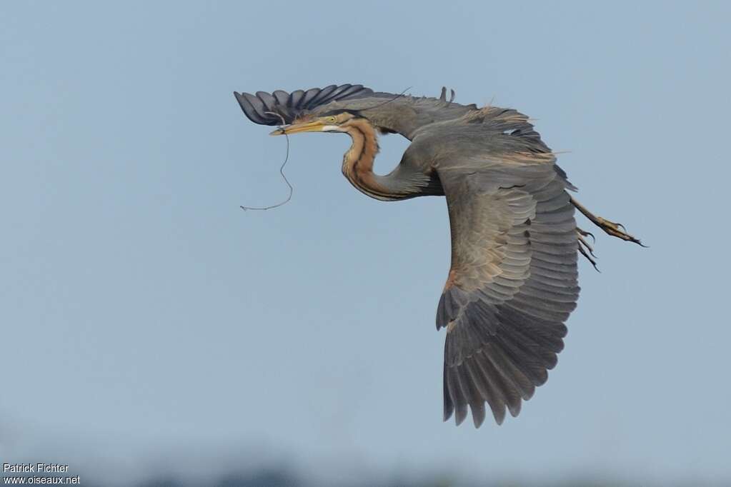 Purple Heronadult breeding, Flight, Reproduction-nesting