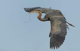 Purple Heron