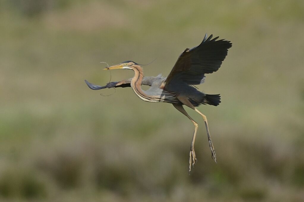 Purple Heronadult breeding, Flight