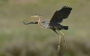 Purple Heron