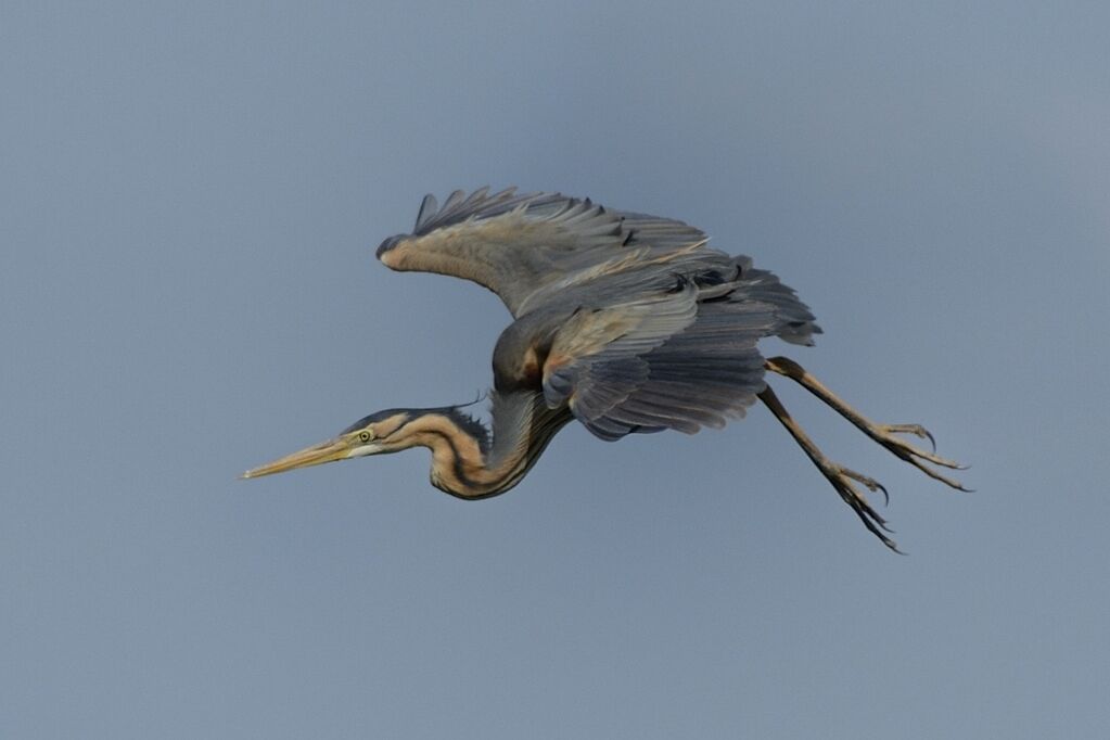 Purple Heronadult breeding, Flight