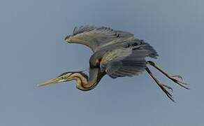 Purple Heron