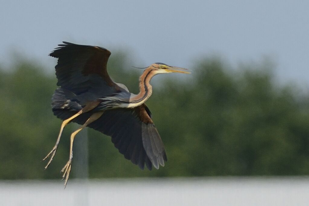 Purple Heronadult breeding, Flight