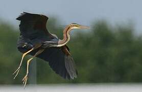 Purple Heron