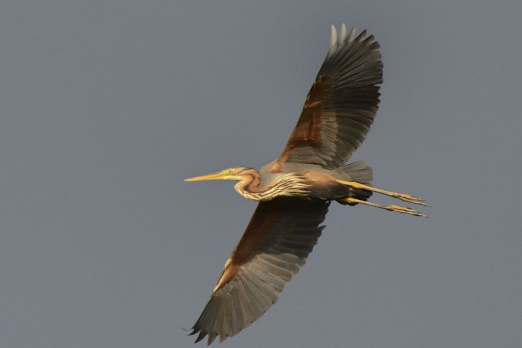 Purple Heronadult breeding, Flight