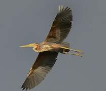 Purple Heron