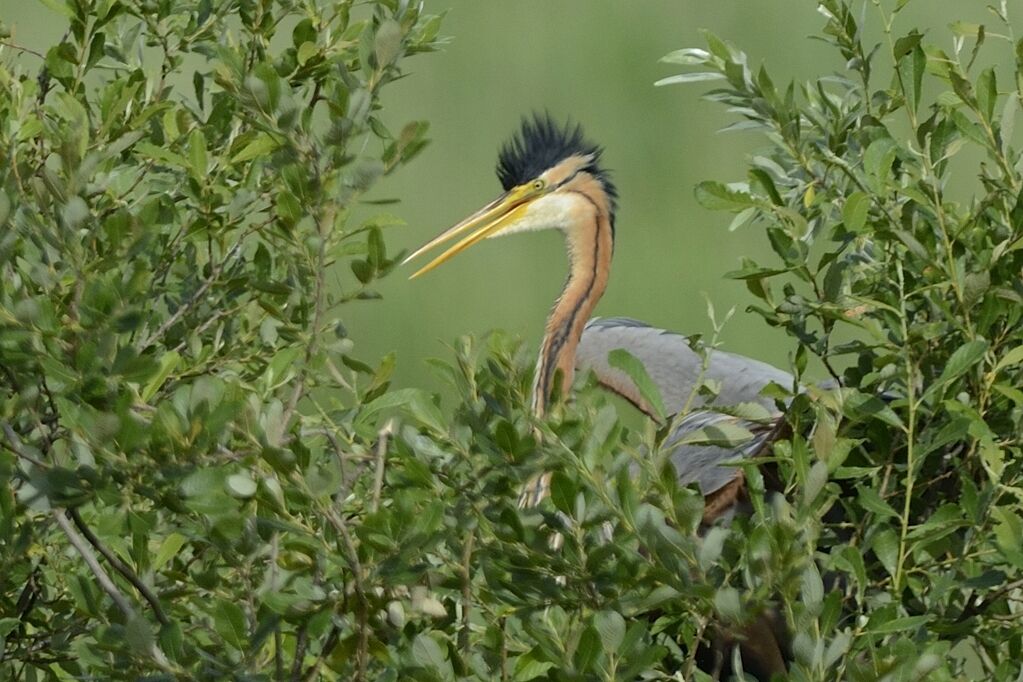 Purple Heronadult breeding, courting display