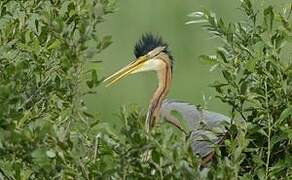 Purple Heron