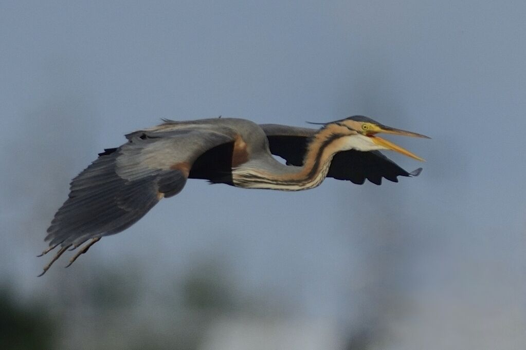 Purple Heronadult breeding, Flight