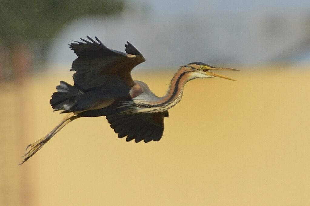 Purple Heronadult breeding, Flight