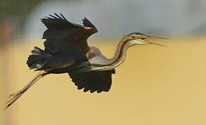 Purple Heron