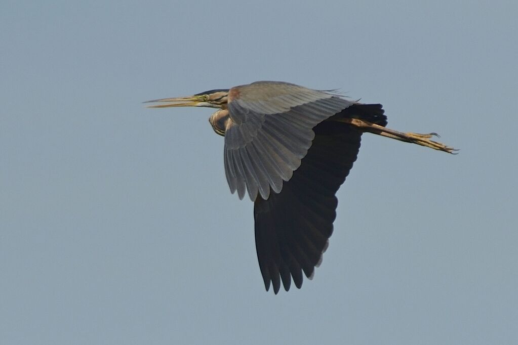 Purple Heronadult breeding, Flight