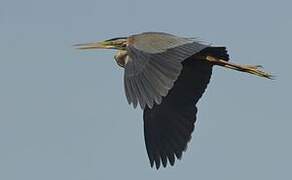 Purple Heron