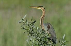 Purple Heron