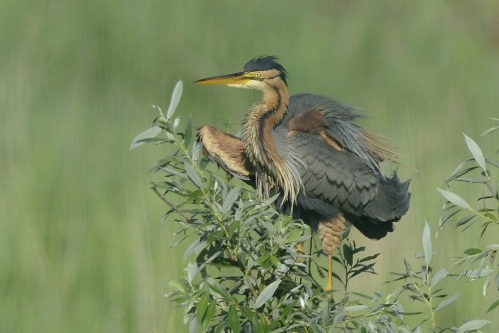 Purple Heronadult breeding, care