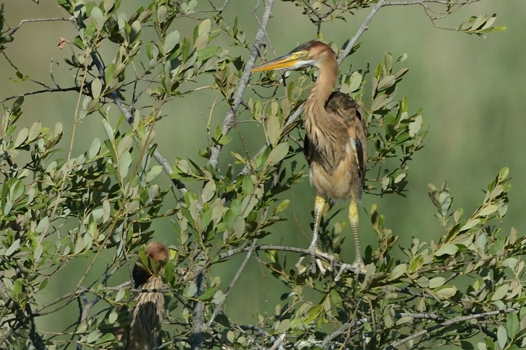 Héron pourpréimmature, identification