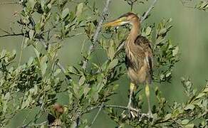 Purple Heron