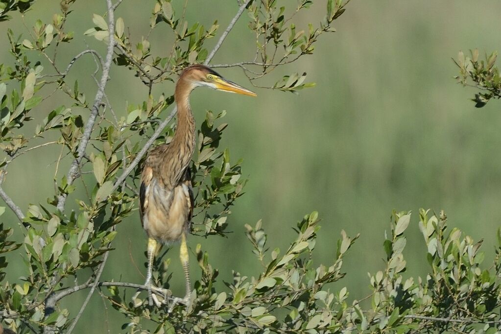 Héron pourpréimmature, identification