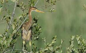 Purple Heron