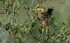 Purple Heron