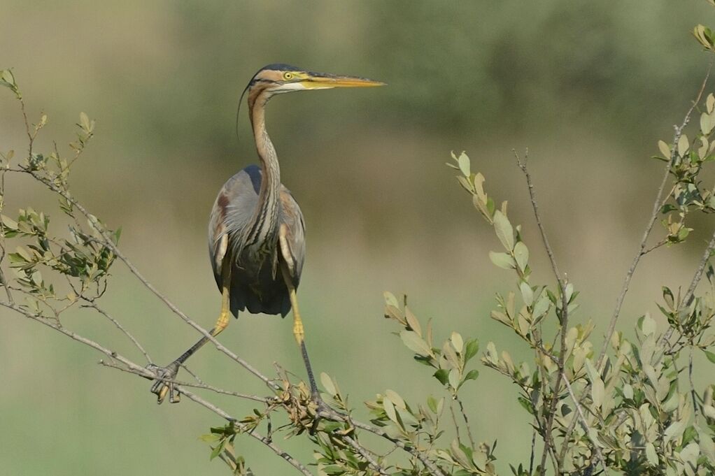 Purple Heronadult breeding, habitat