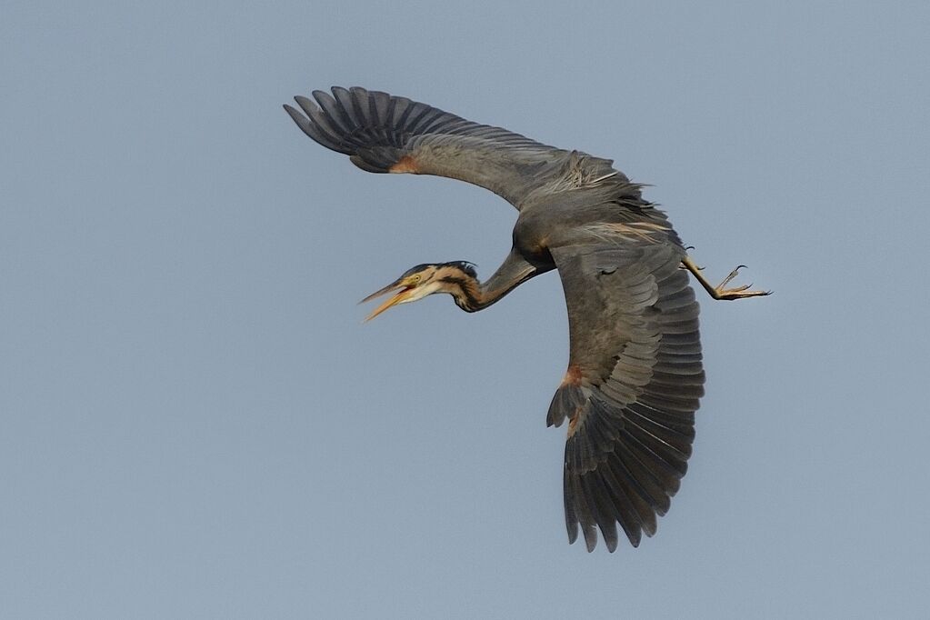 Purple Heronadult breeding, Flight