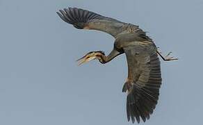 Purple Heron