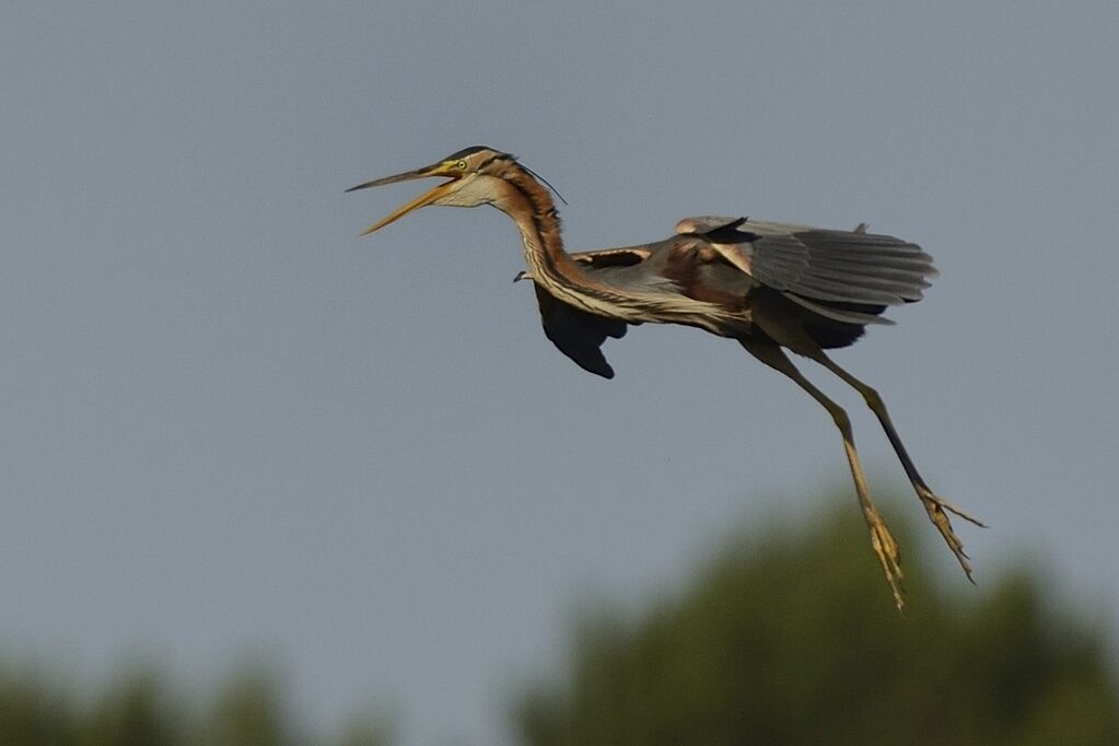 Purple Heronadult breeding, Flight