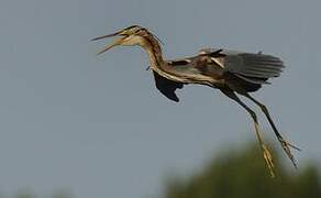 Purple Heron