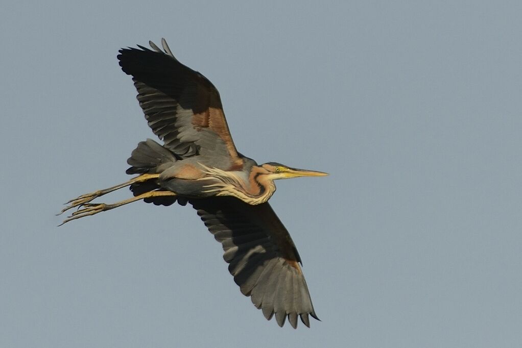 Purple Heronadult breeding, Flight