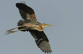 Purple Heron