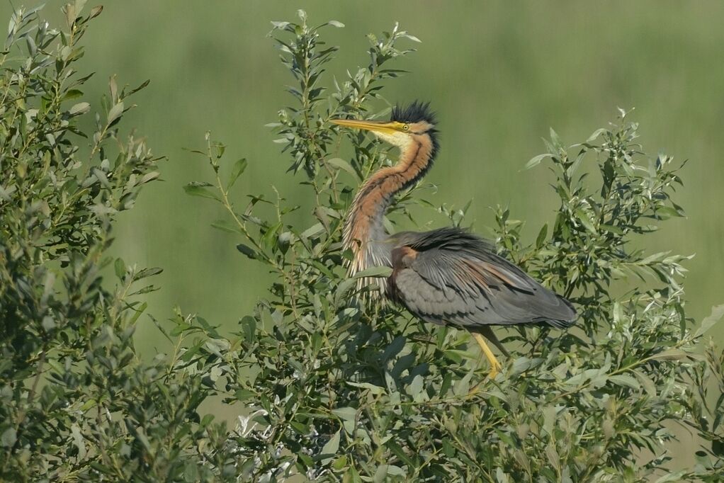 Purple Heronadult breeding, habitat