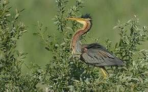 Purple Heron