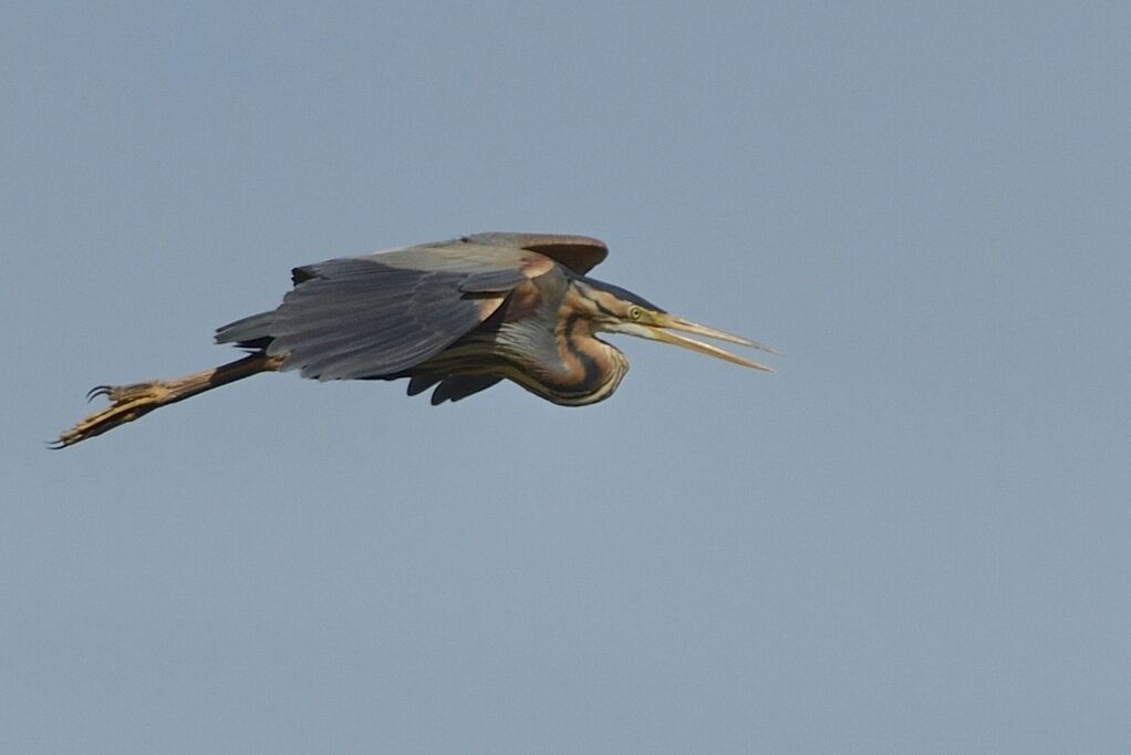 Purple Heronadult breeding, Flight