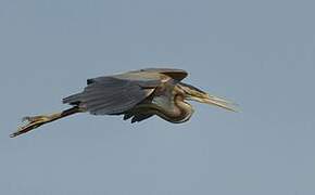 Purple Heron