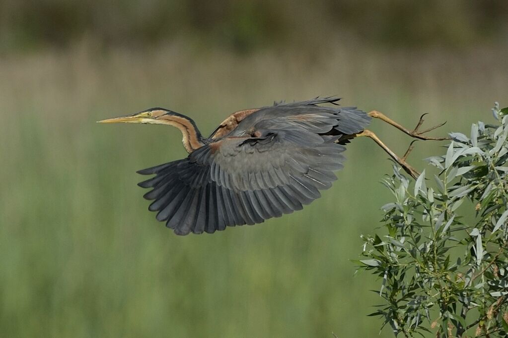 Purple Heronadult breeding, Flight