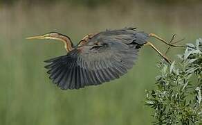 Purple Heron