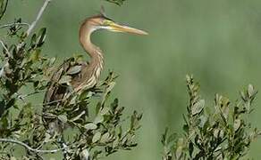 Purple Heron