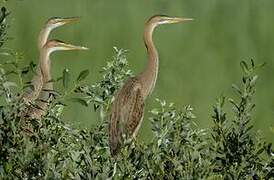 Purple Heron