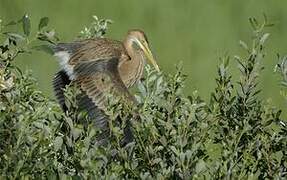 Purple Heron